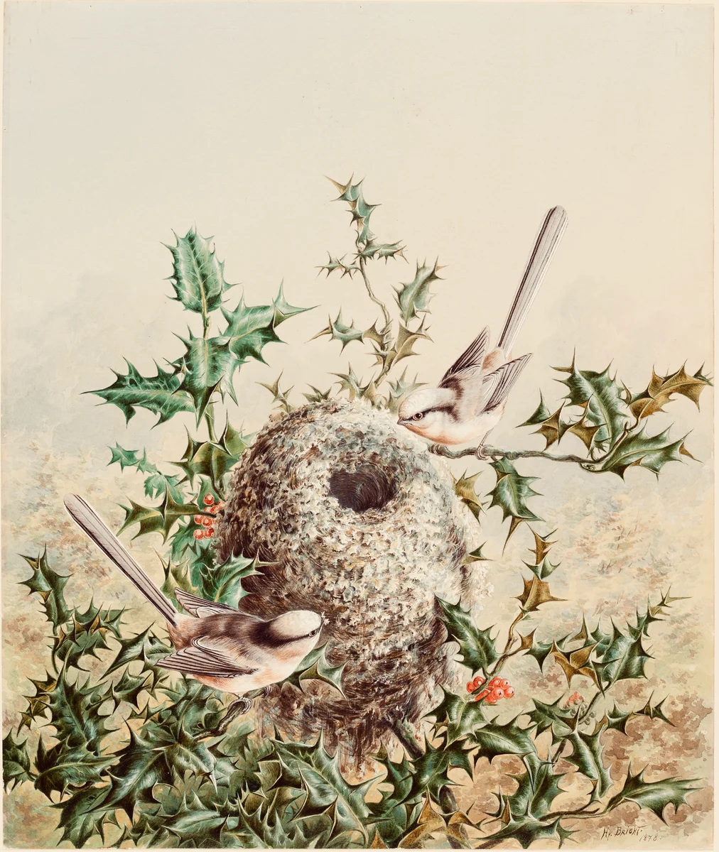 Nest 2