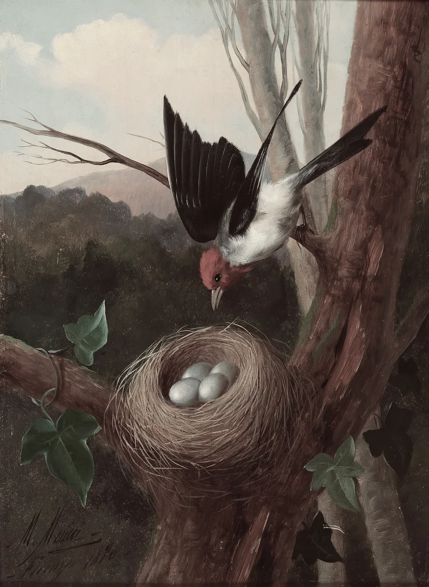 Nest 5