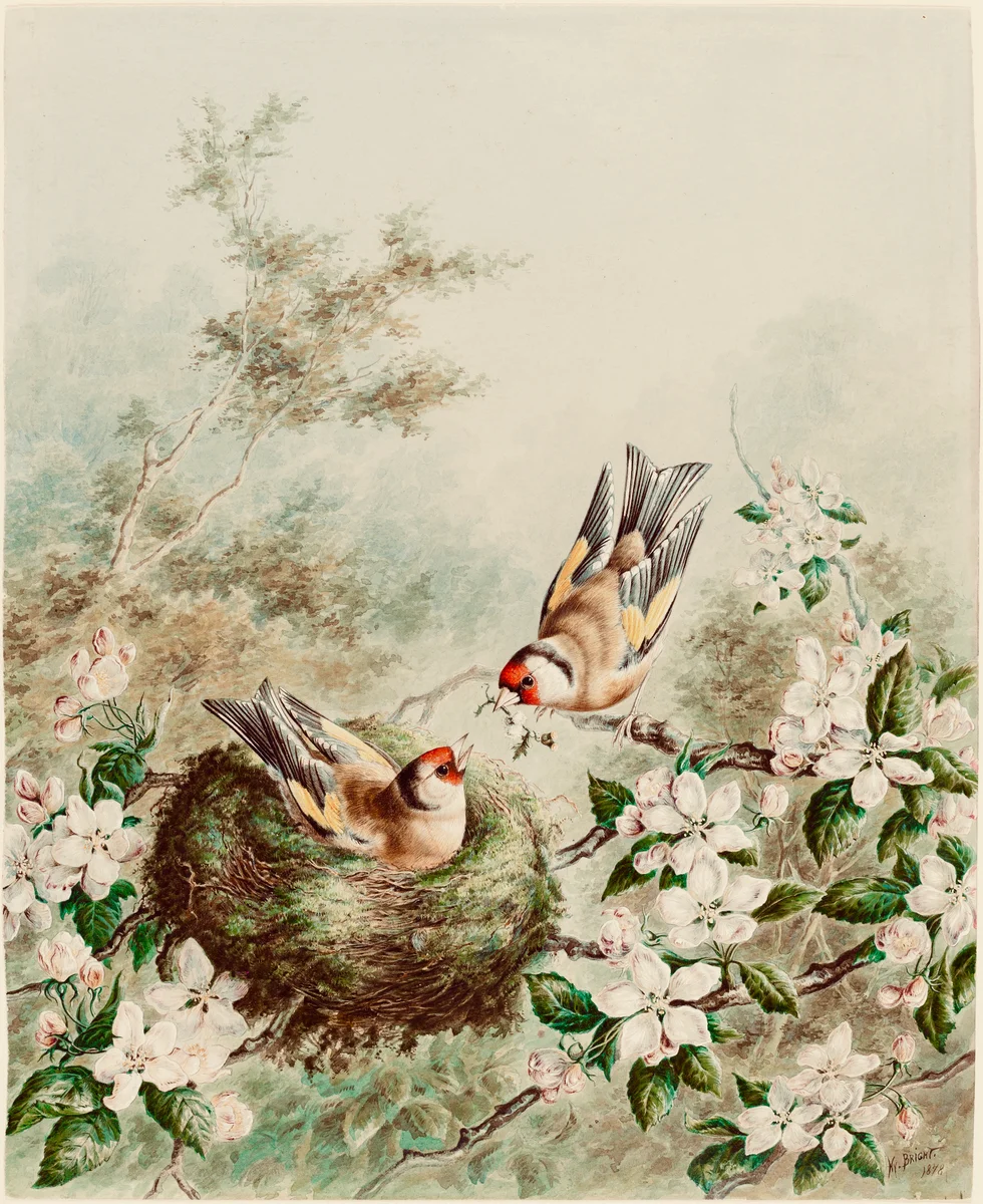 Nest 6