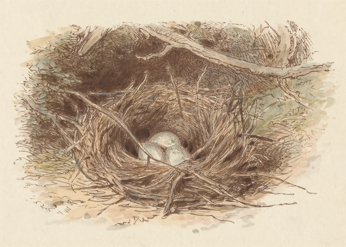 Nest 7