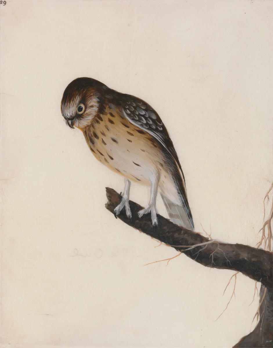 Owl 2 1