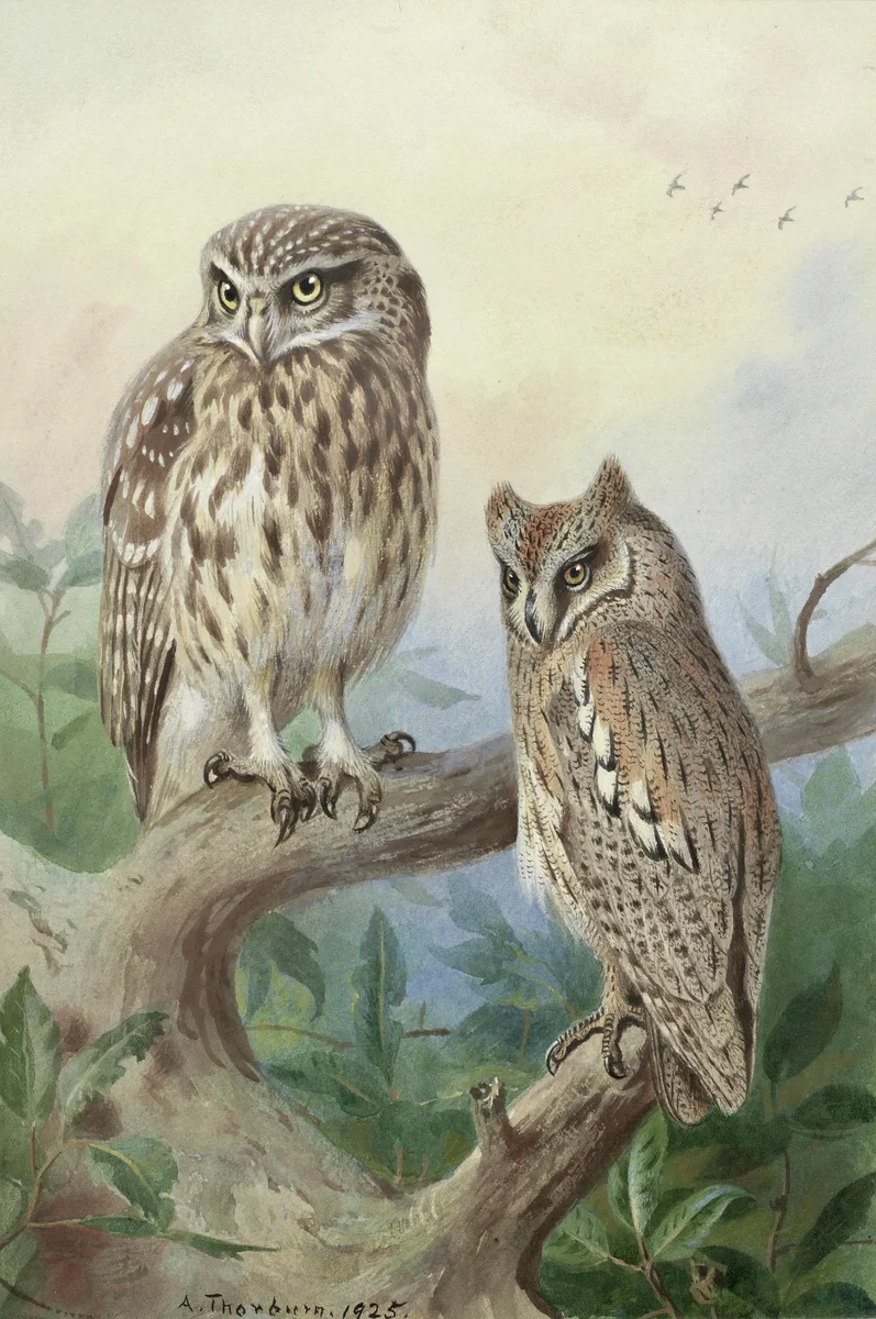 Owl 2