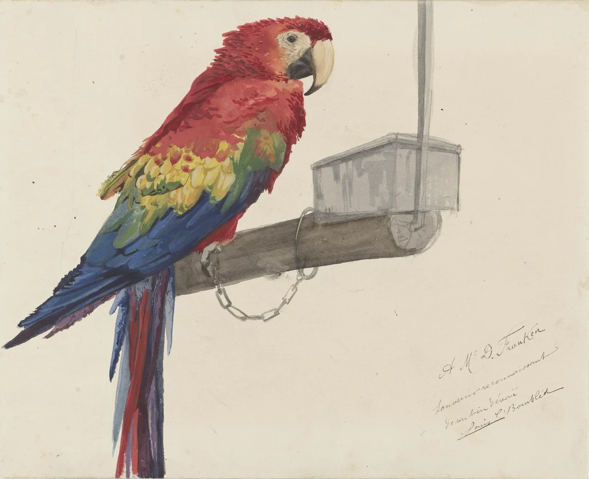 Parrots 1