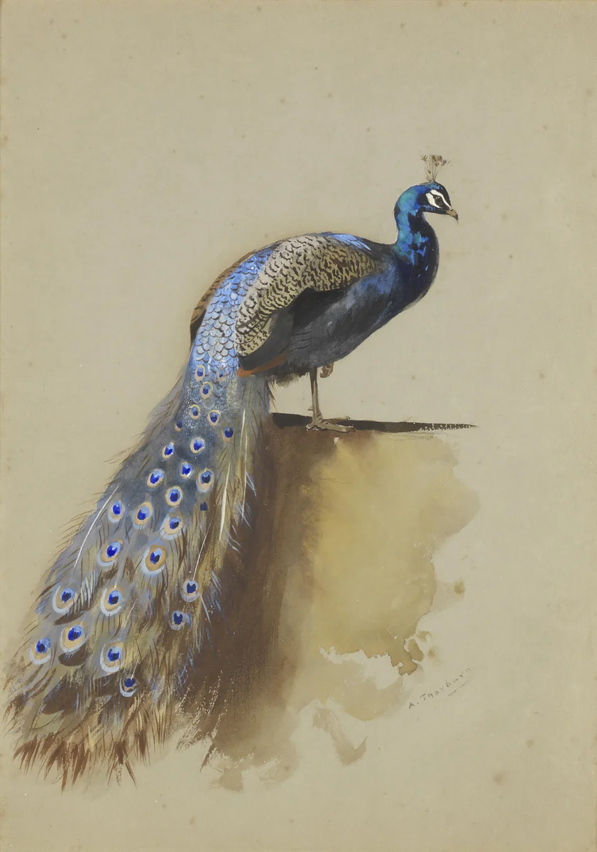 Peacock 1
