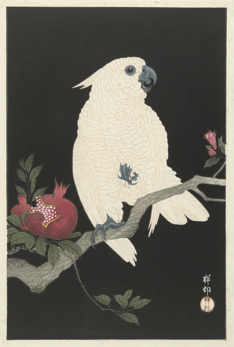 Parrots 23 1