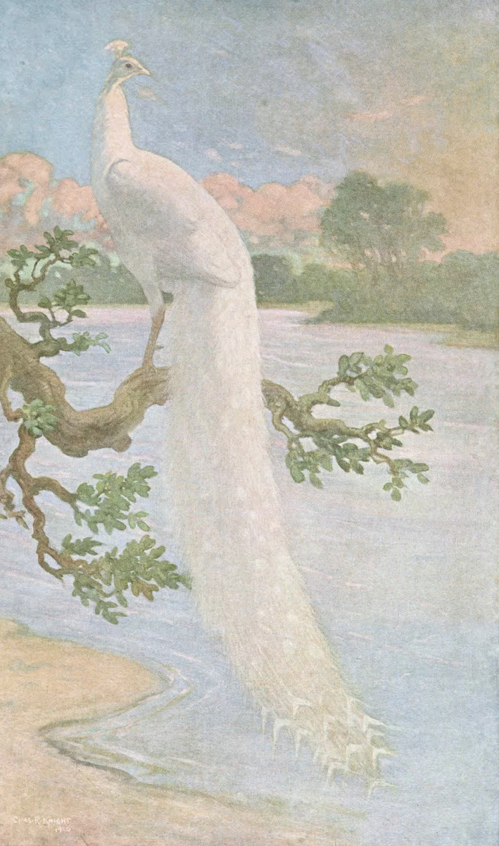 Peacock 2