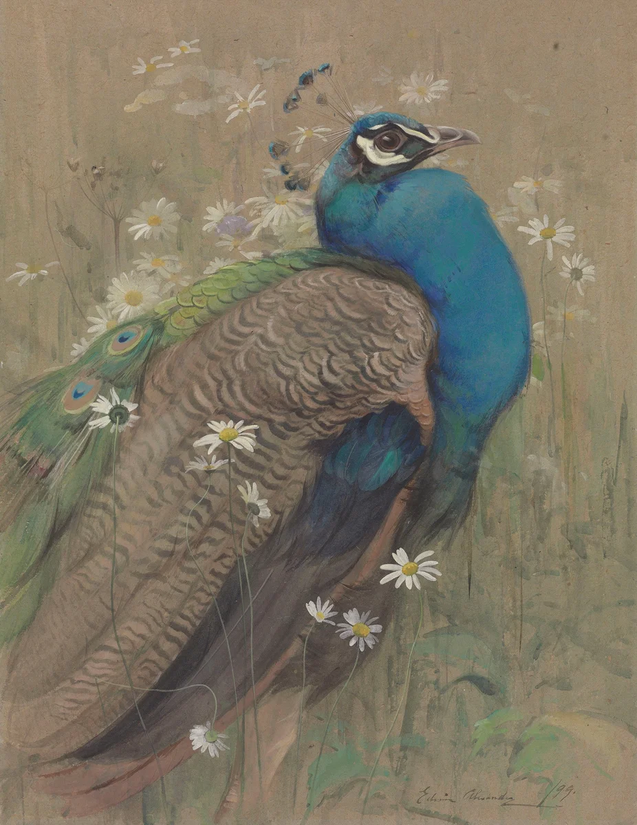 Peacock 3