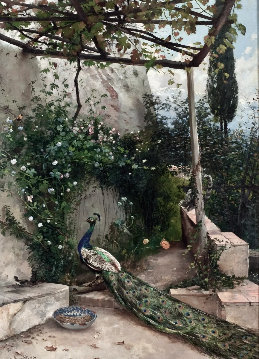 Peacock 2 1