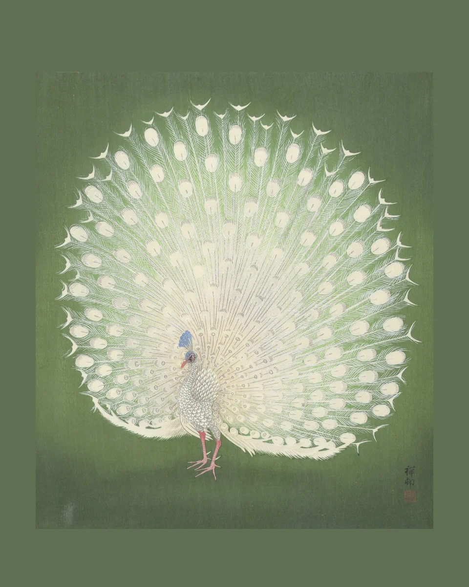 Peacock 2 2