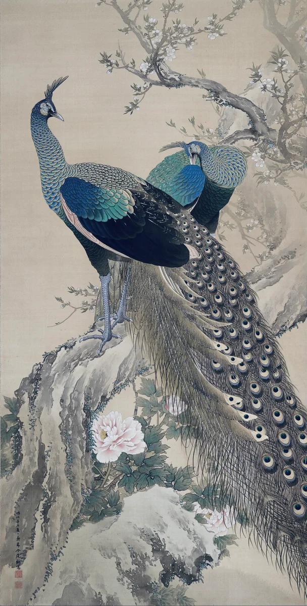 Peacock 2 3