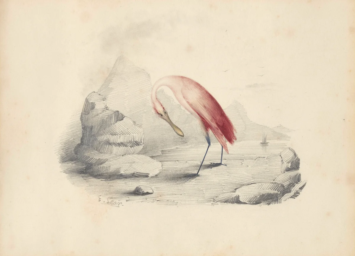 Pelican 2