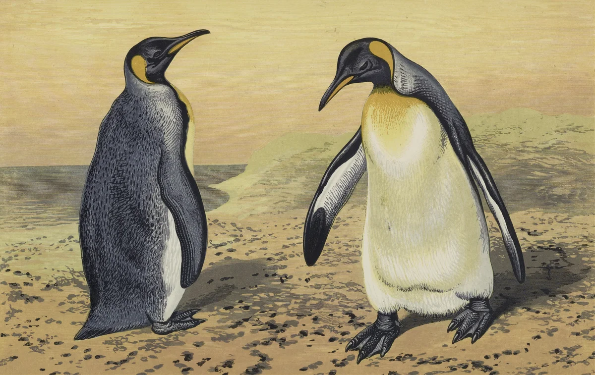 Penguin