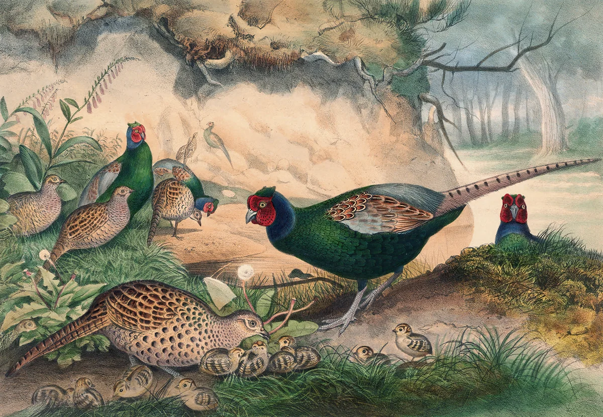 Pheasant