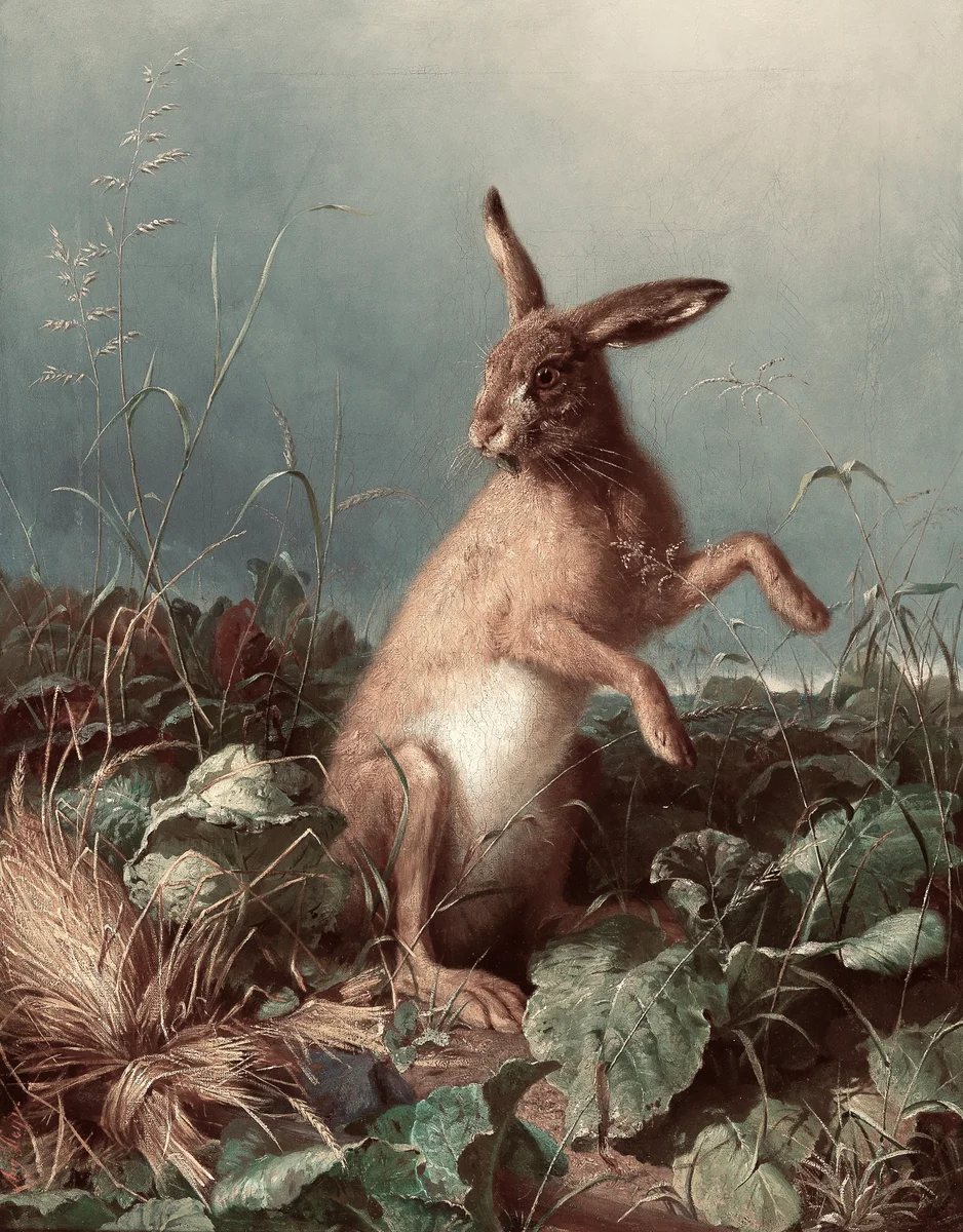 Rabbits 1