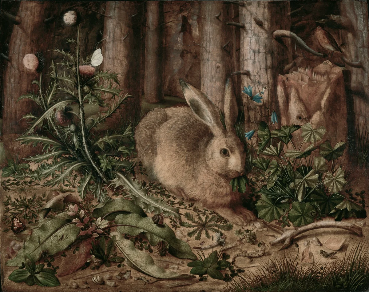 Rabbits 7
