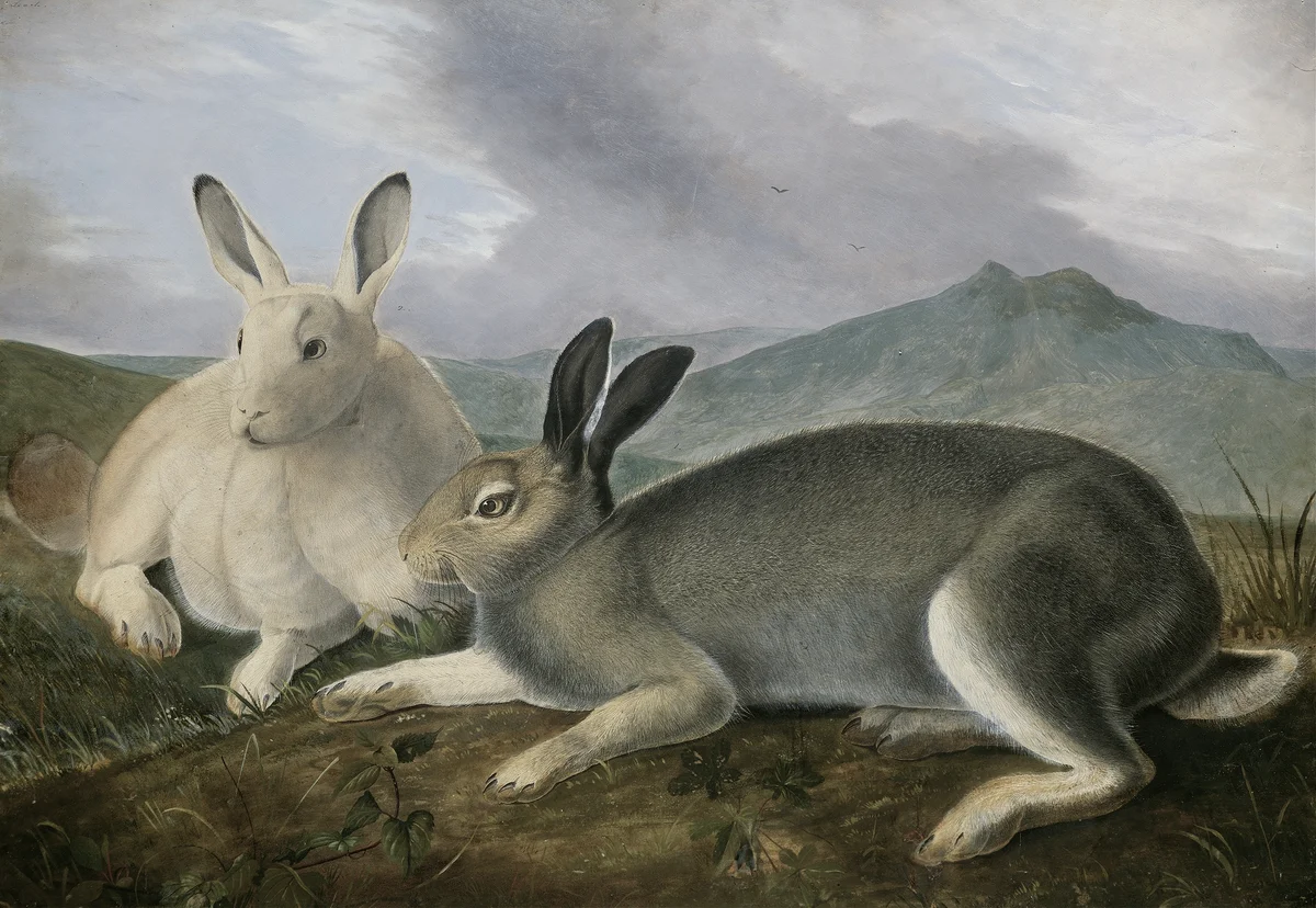 Rabbits 8