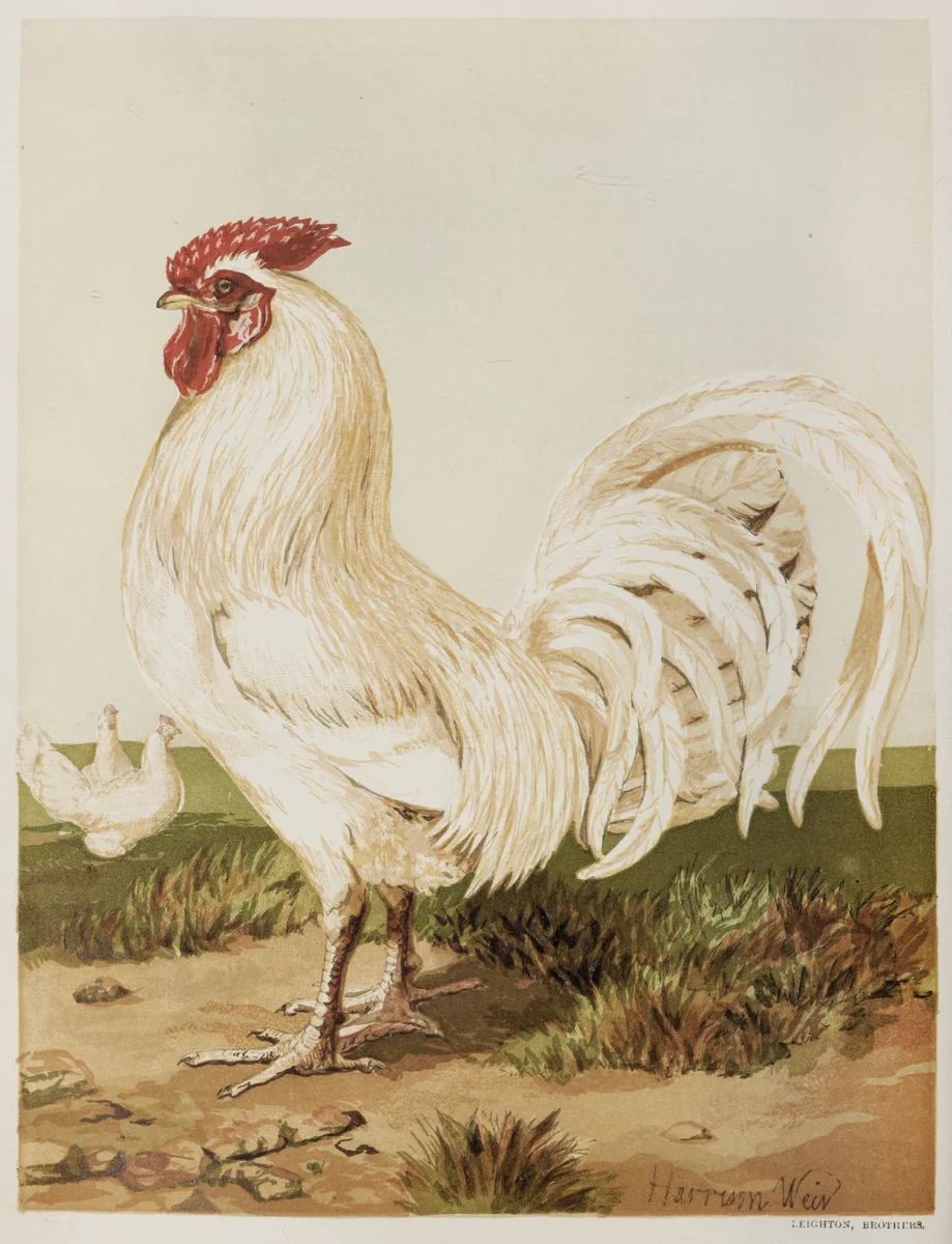 Rooster 2