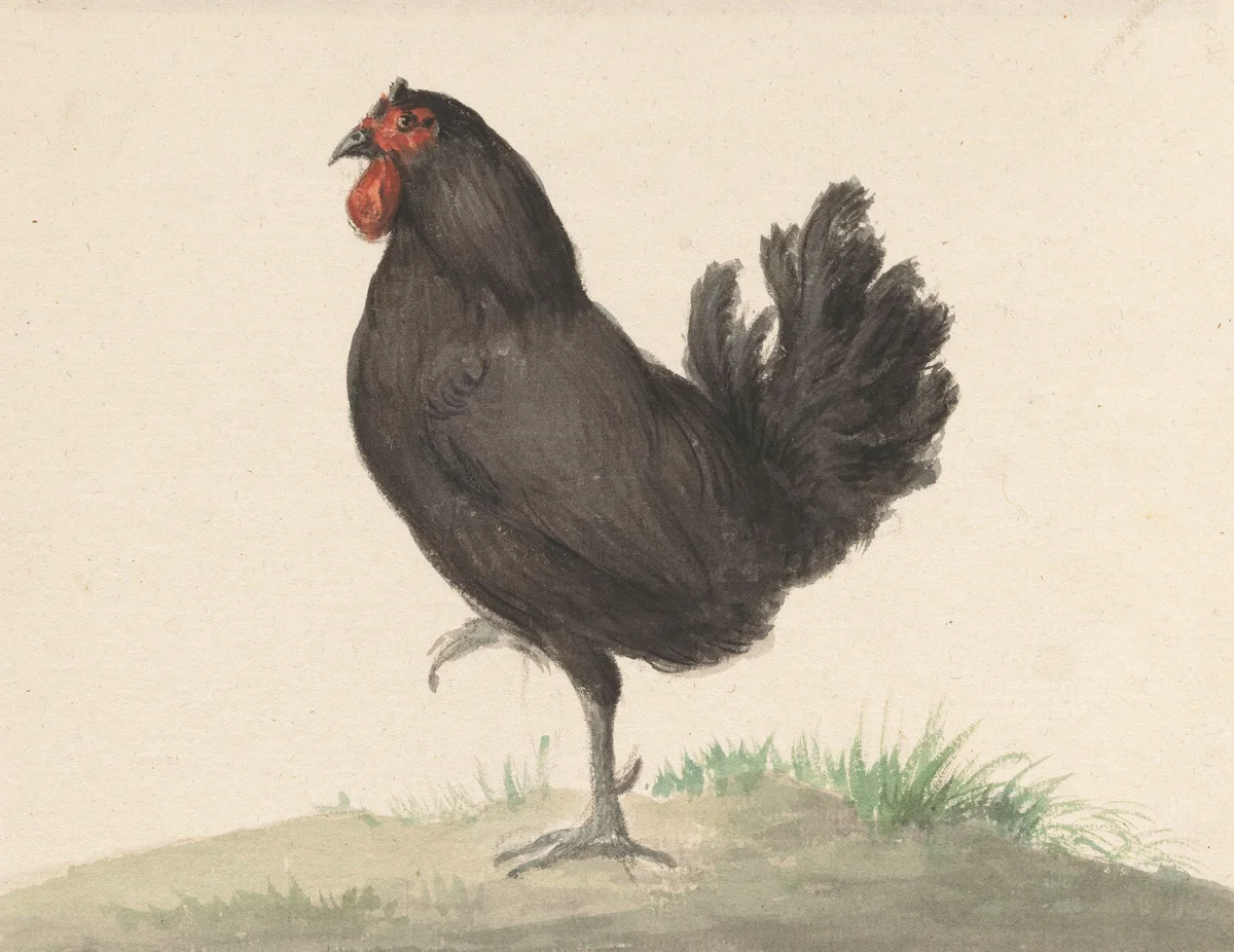 Rooster 4