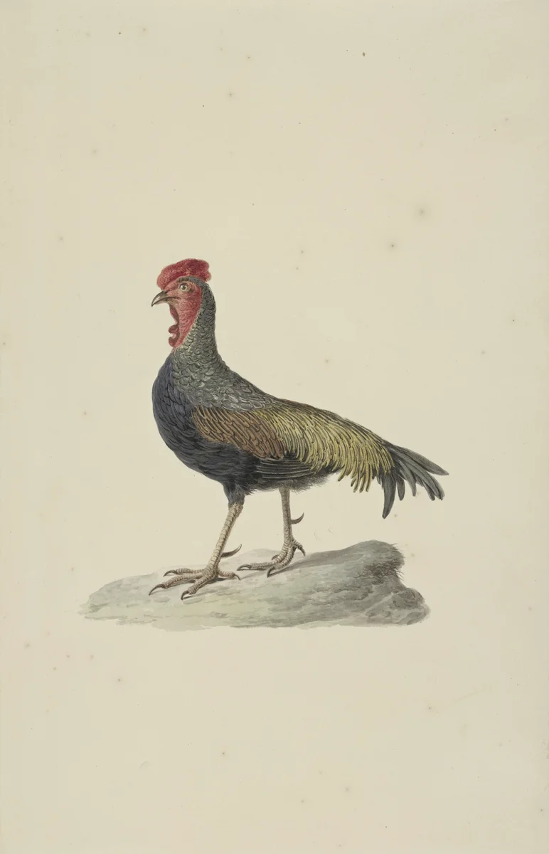 Rooster 3