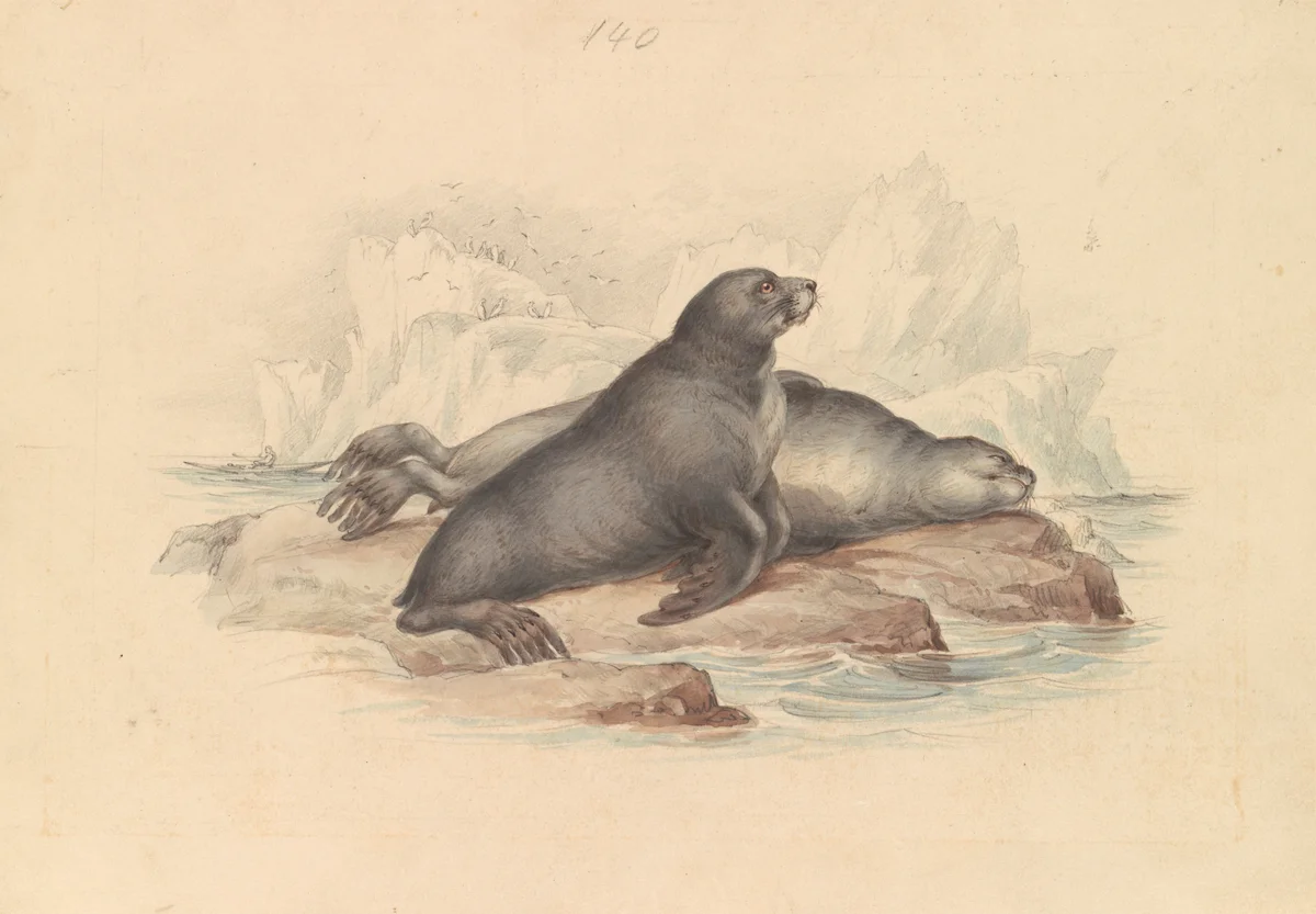 Sea Animals 2