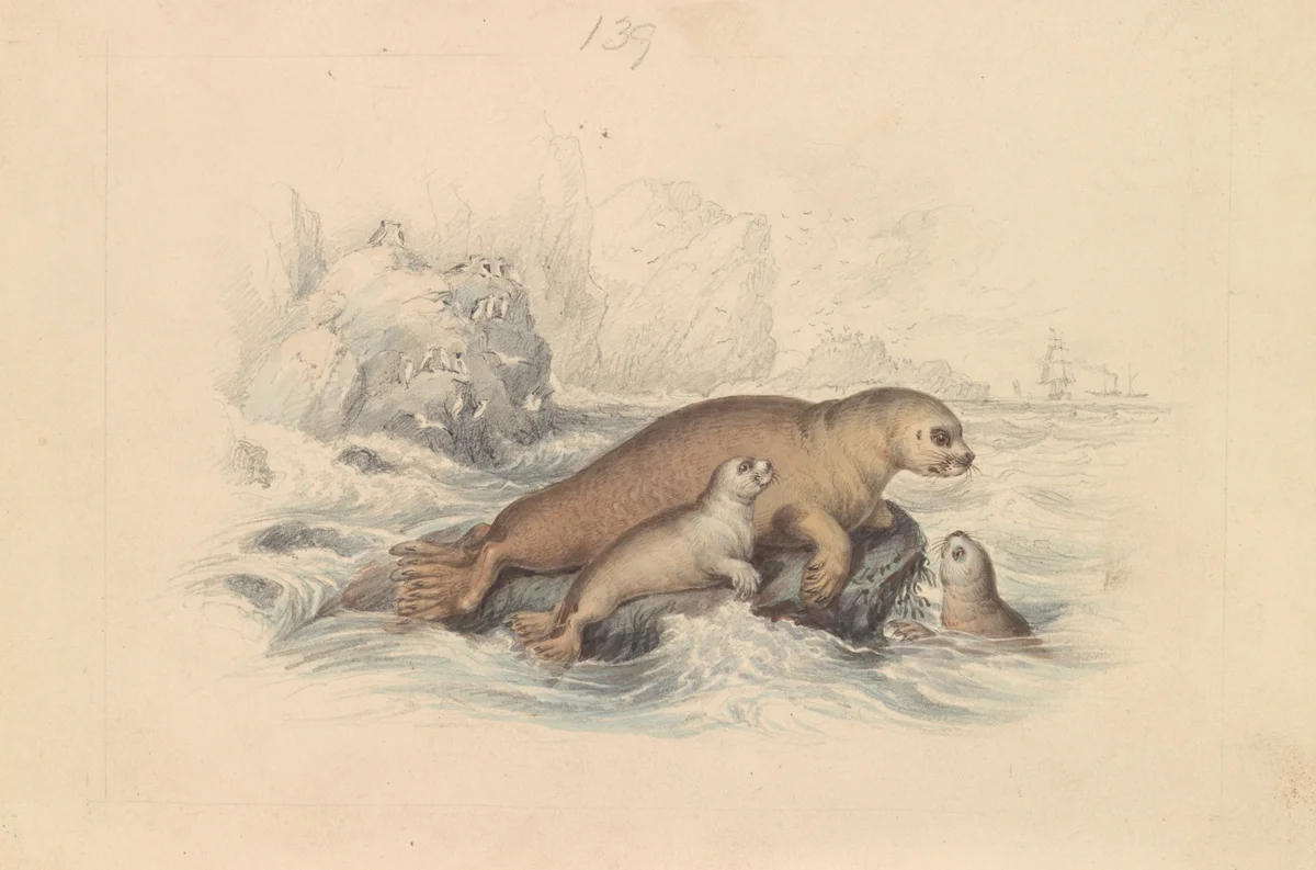 Sea Animals 3