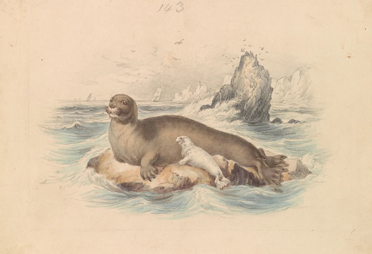 Sea Animals 4
