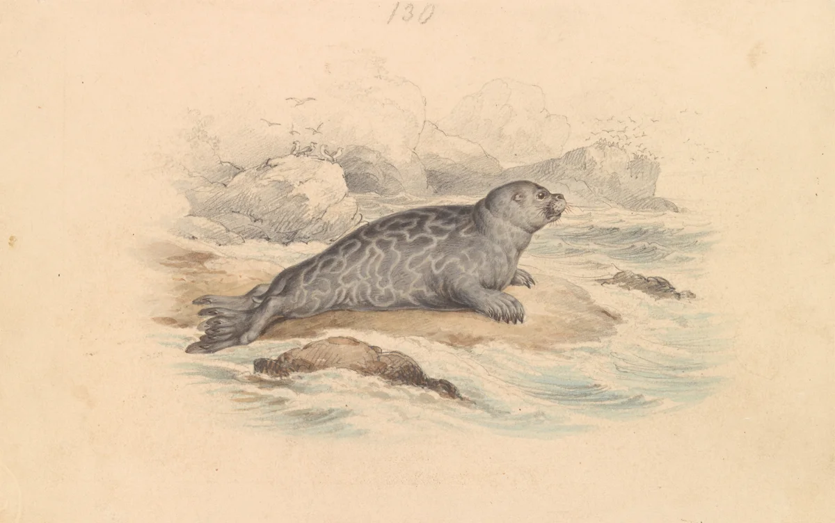 Sea Animals 5
