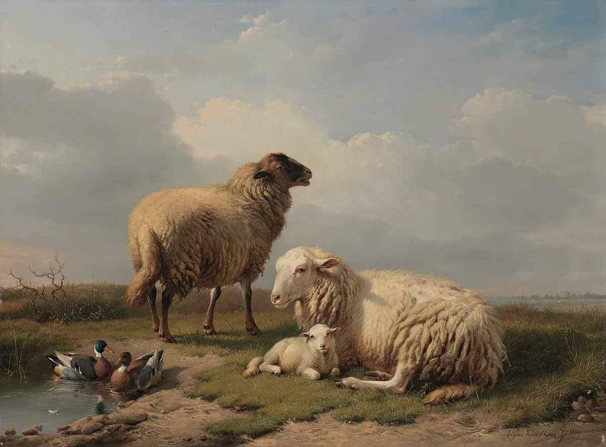 Sheeps 1