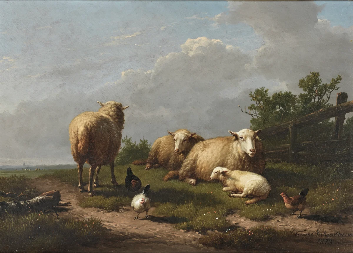 Sheeps 15 2