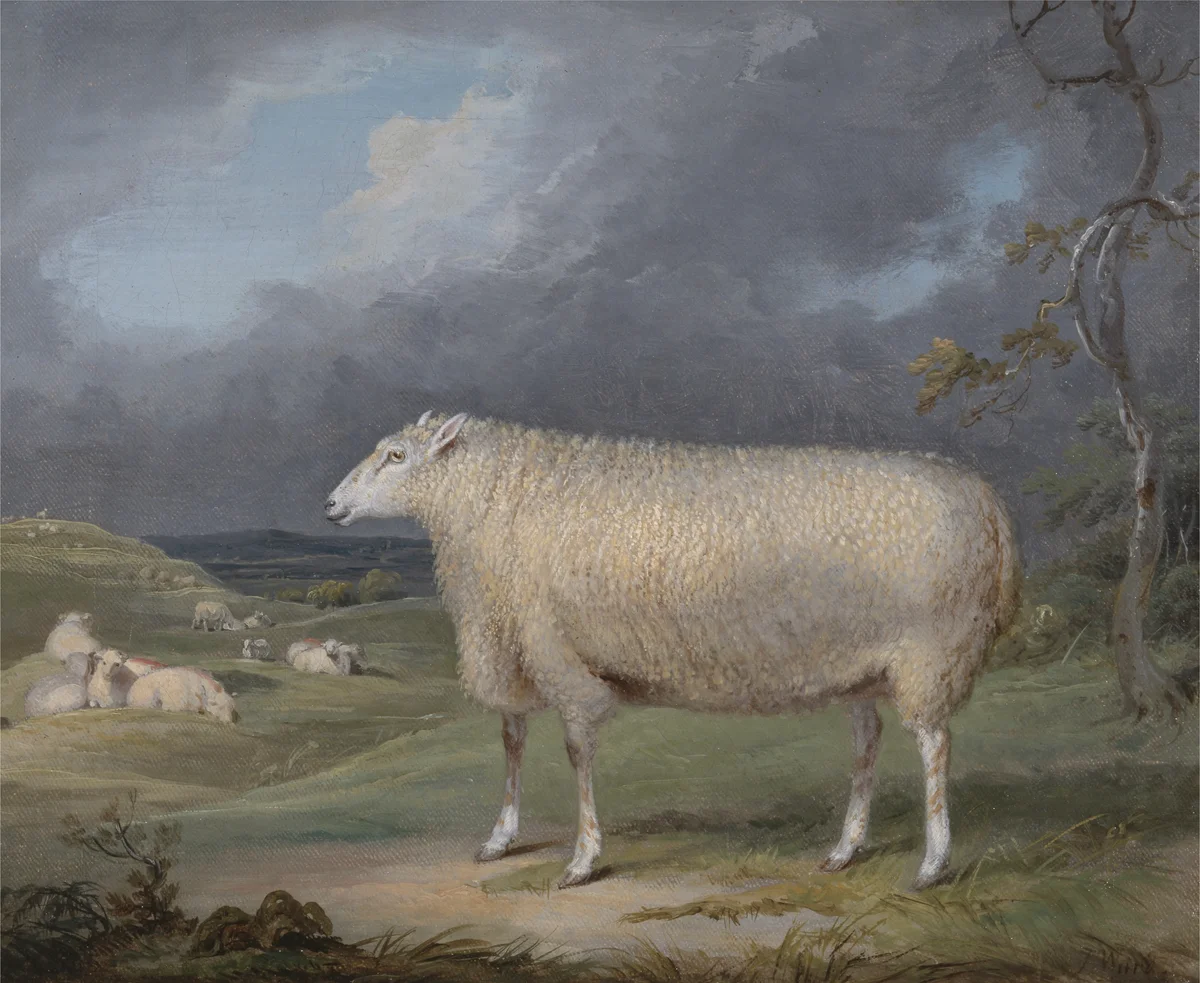 Sheeps 15 1