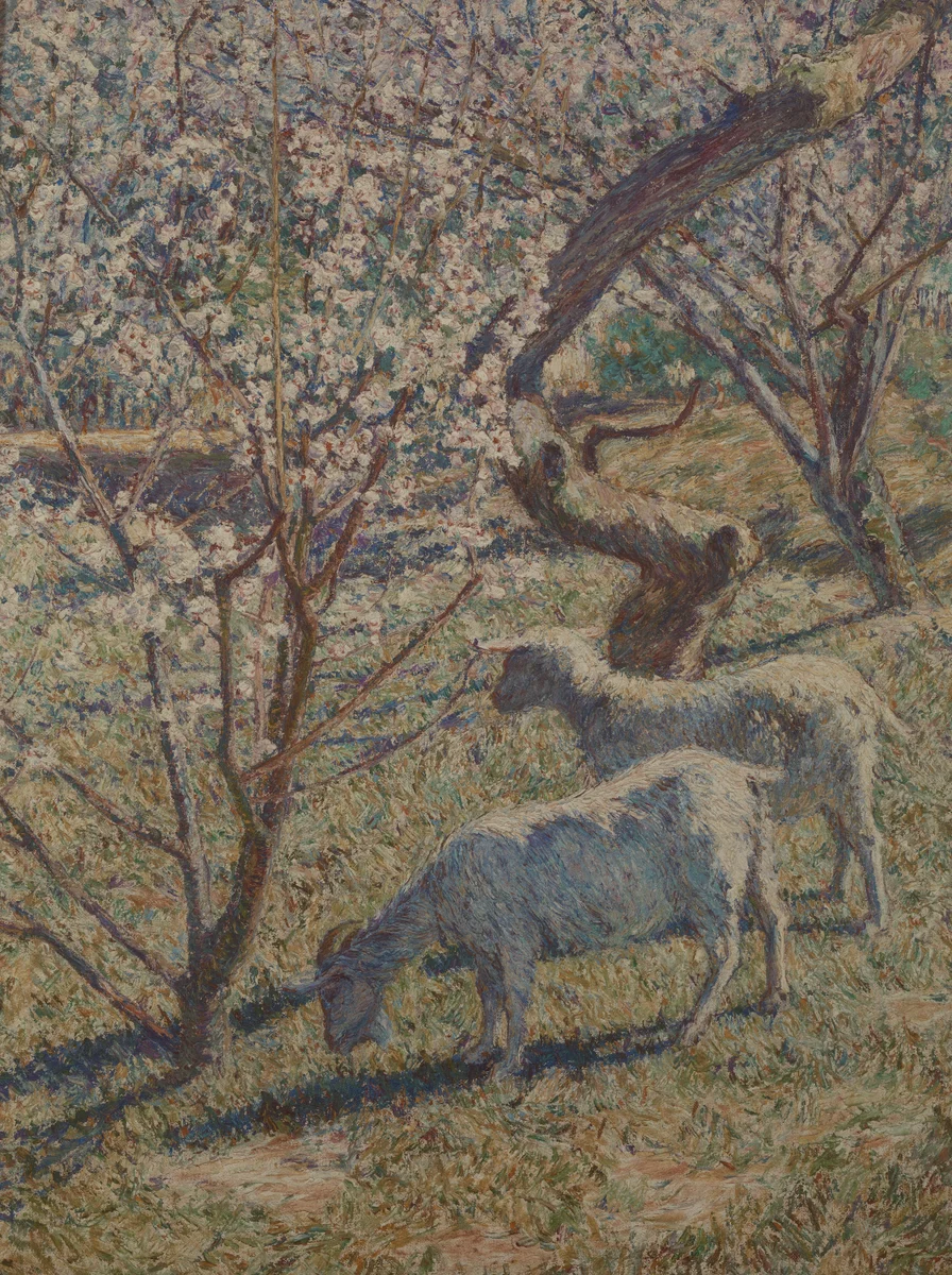 Sheeps 10