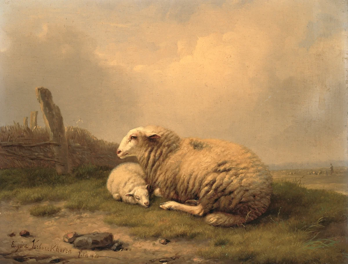 Sheeps 4