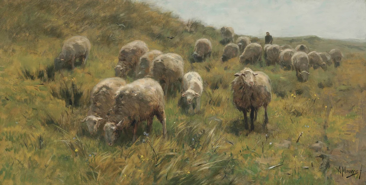 Sheeps 5