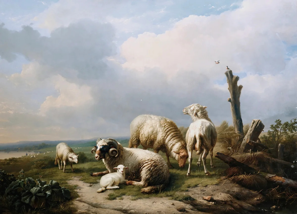 Sheeps 6