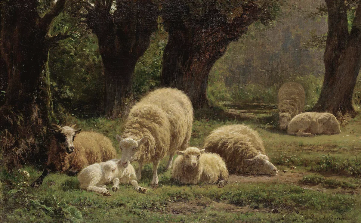 Sheeps 7
