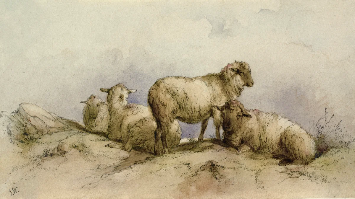 Sheeps 9