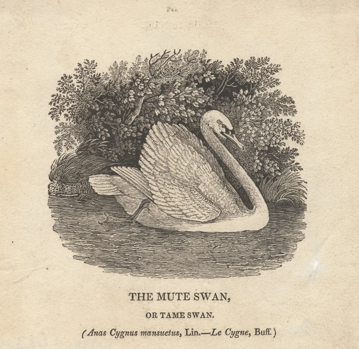 Swan 3