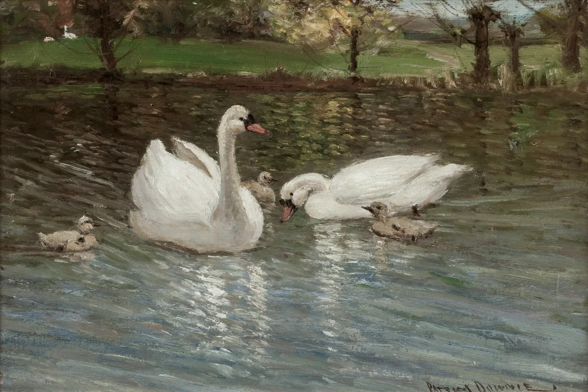 Swan 2