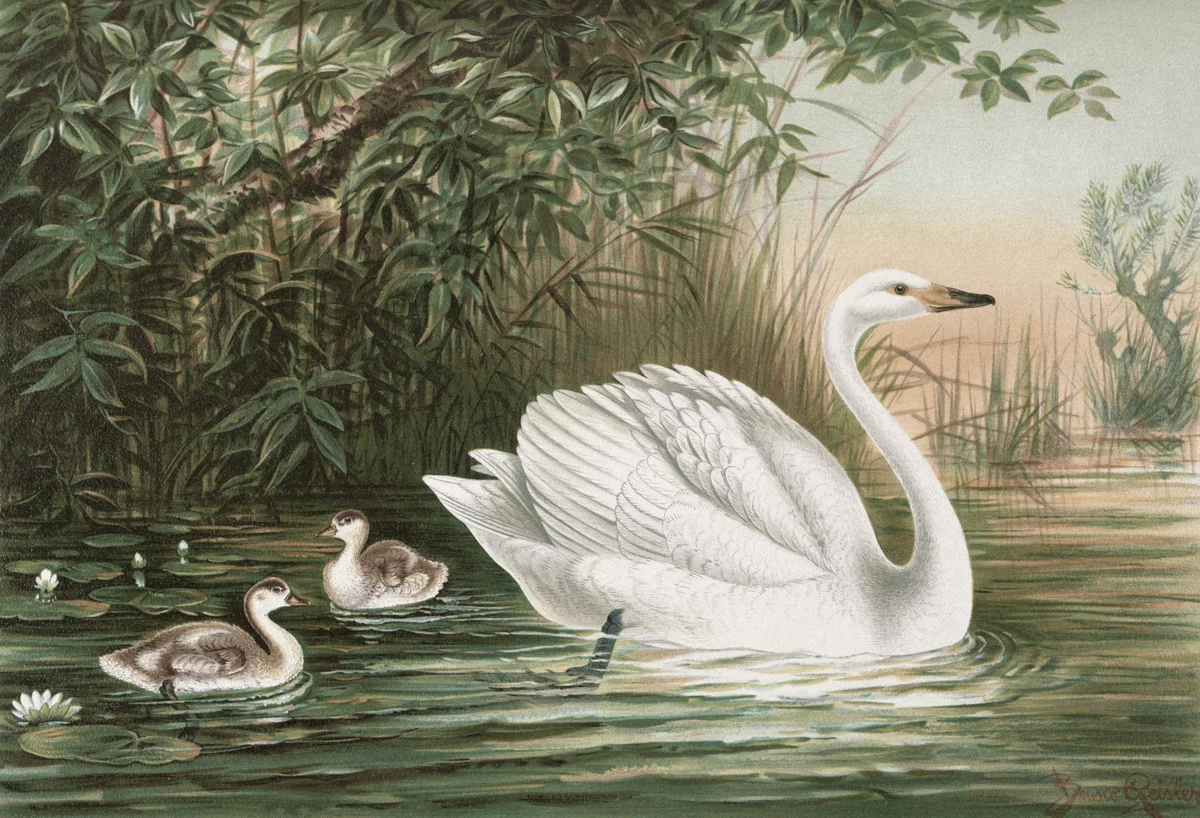 Swan 4