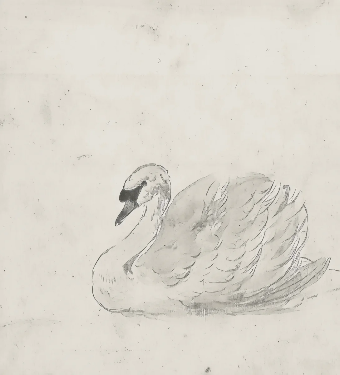 Swan 6