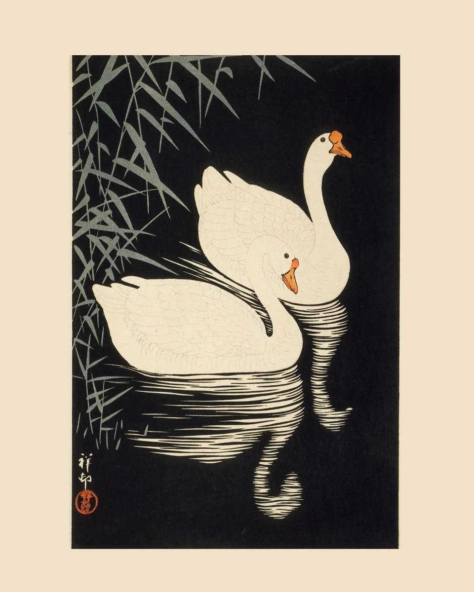 Swan 7