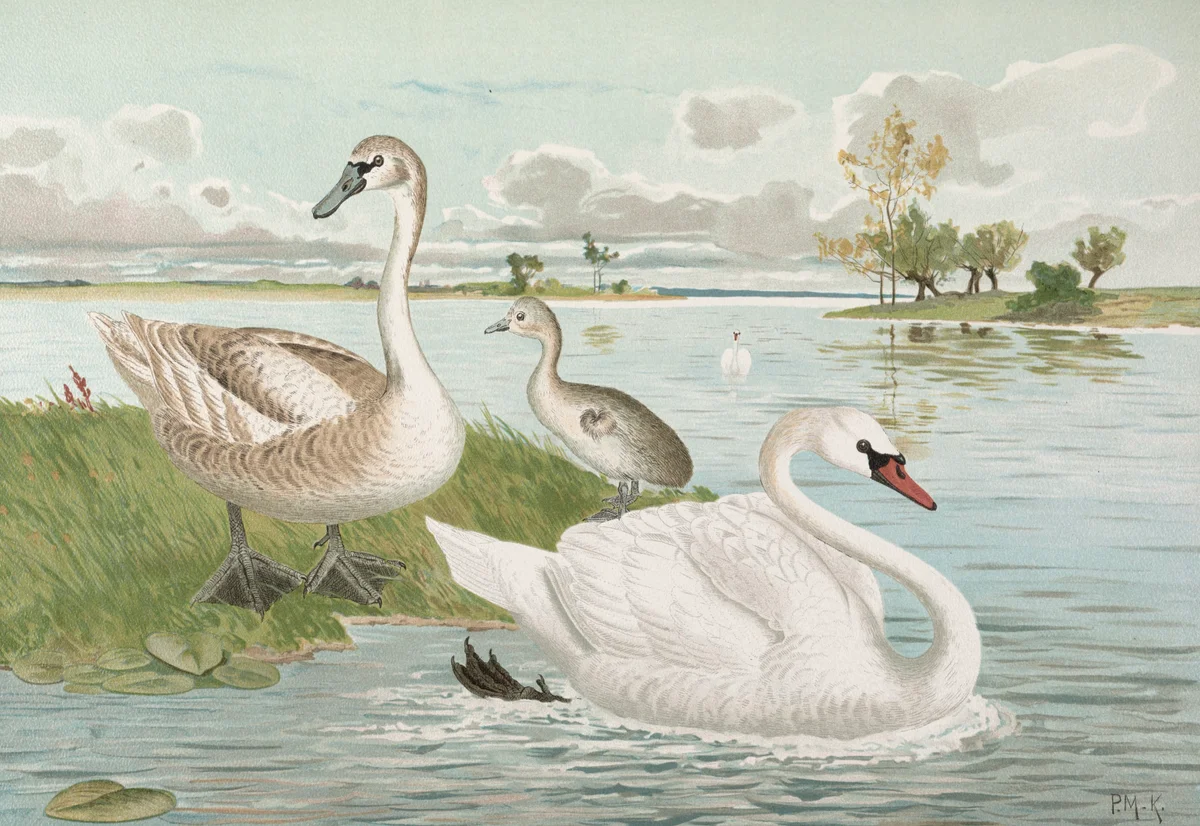 Swan 11 1