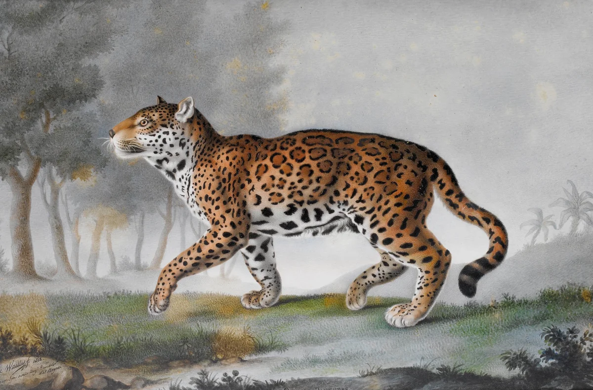 Tiger 22 2