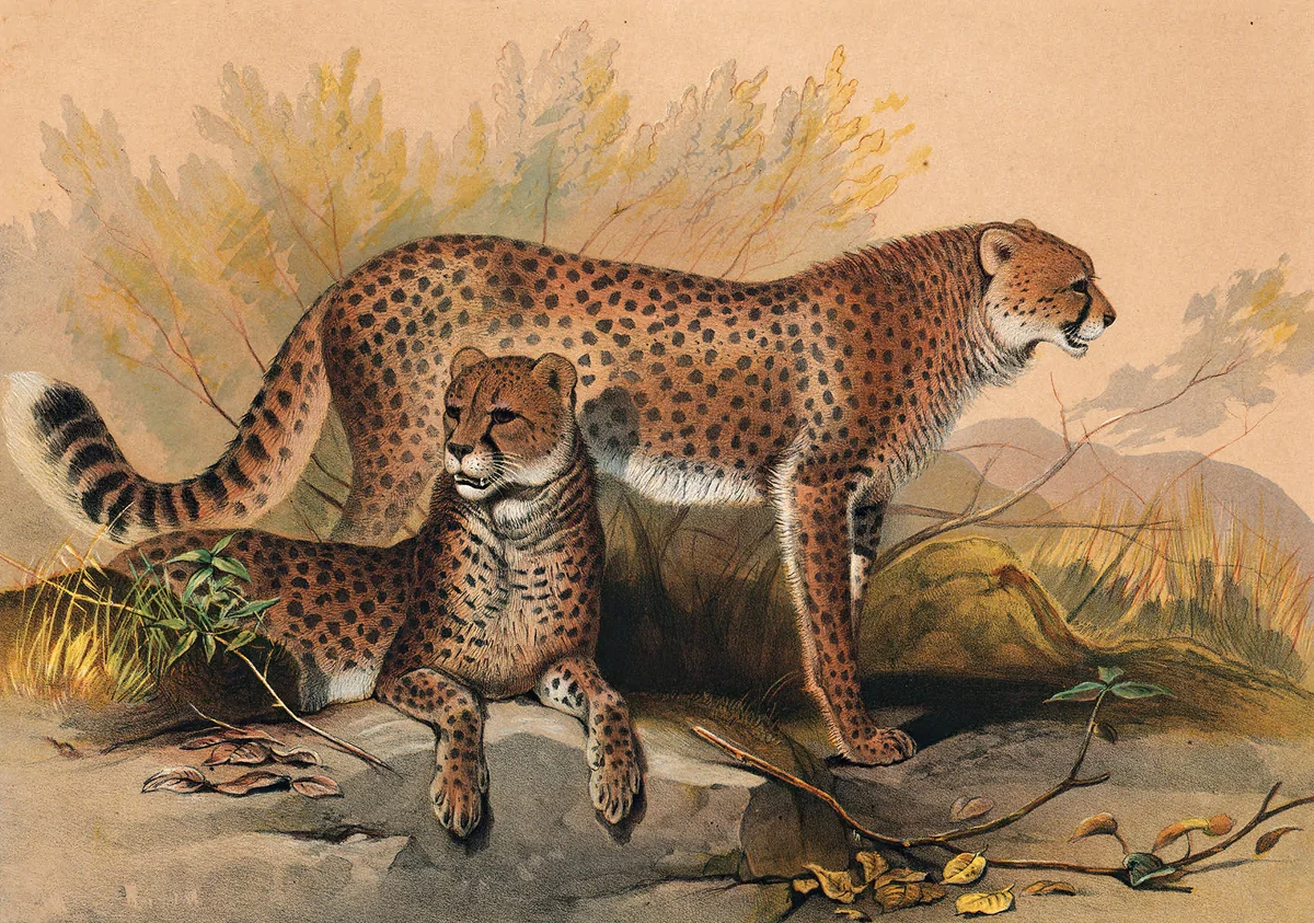 Tiger 3 2
