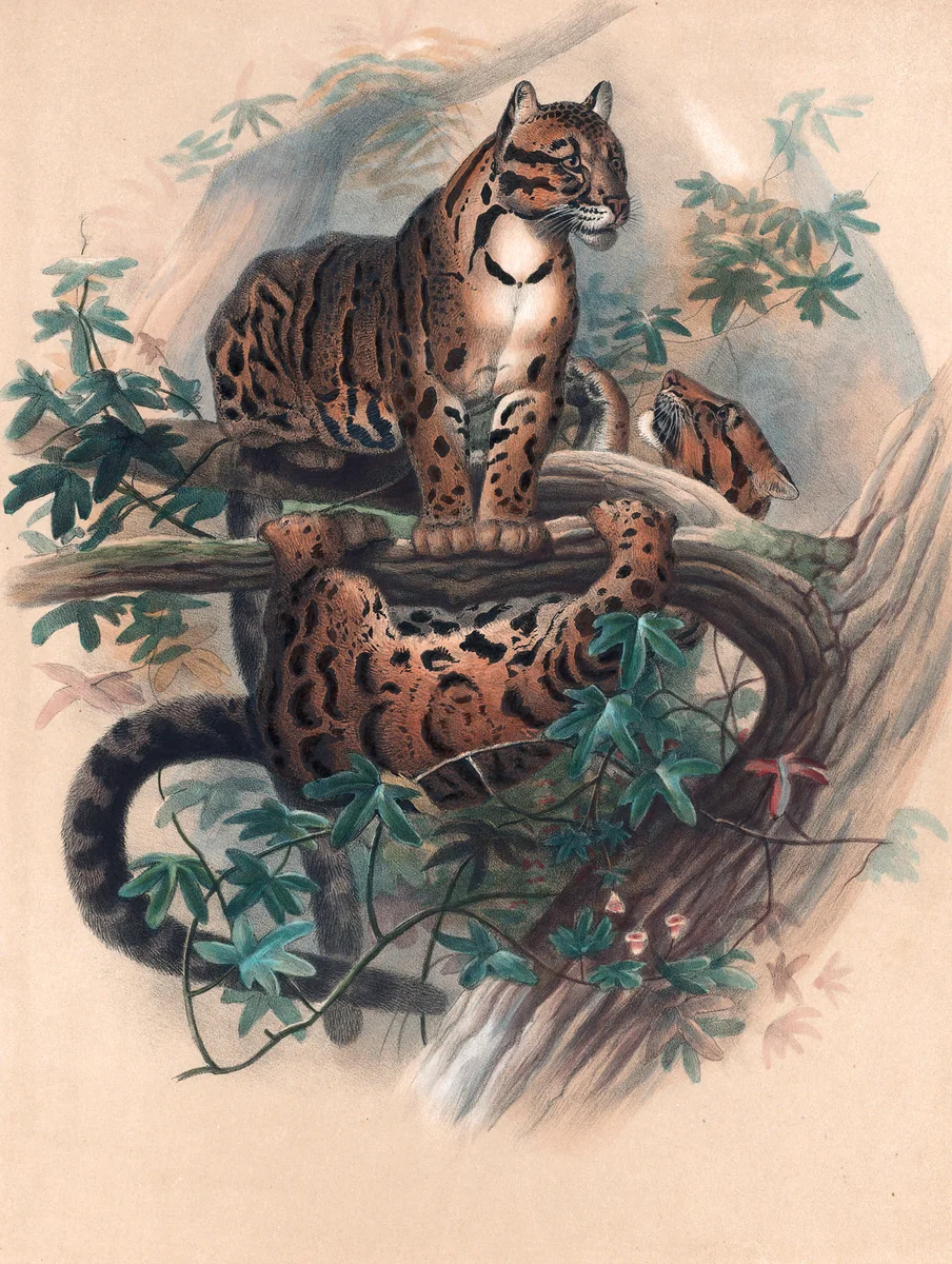 Tiger 3 3