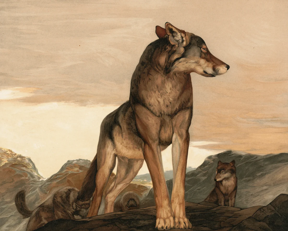 Wolf 1