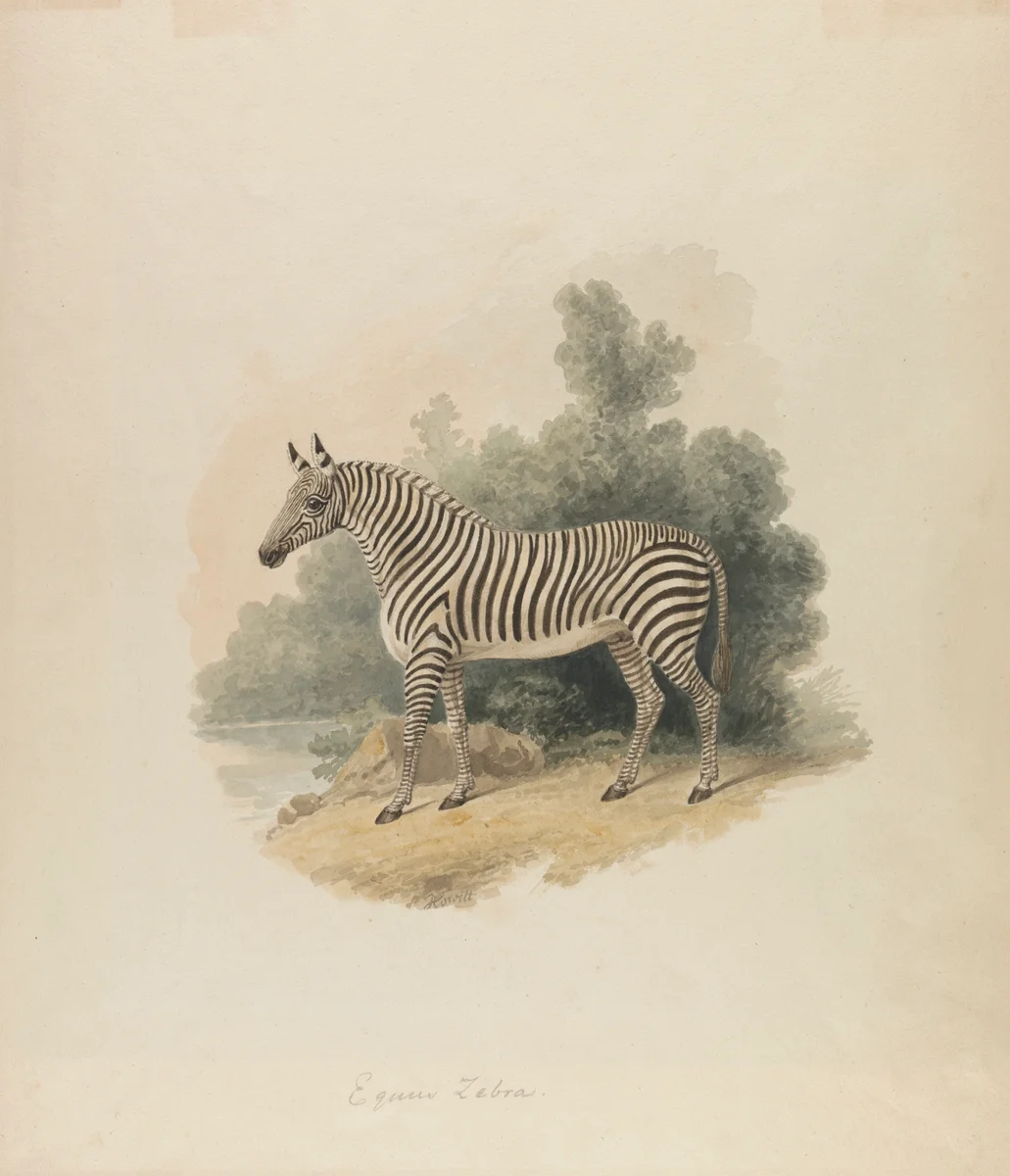 Zebra 1