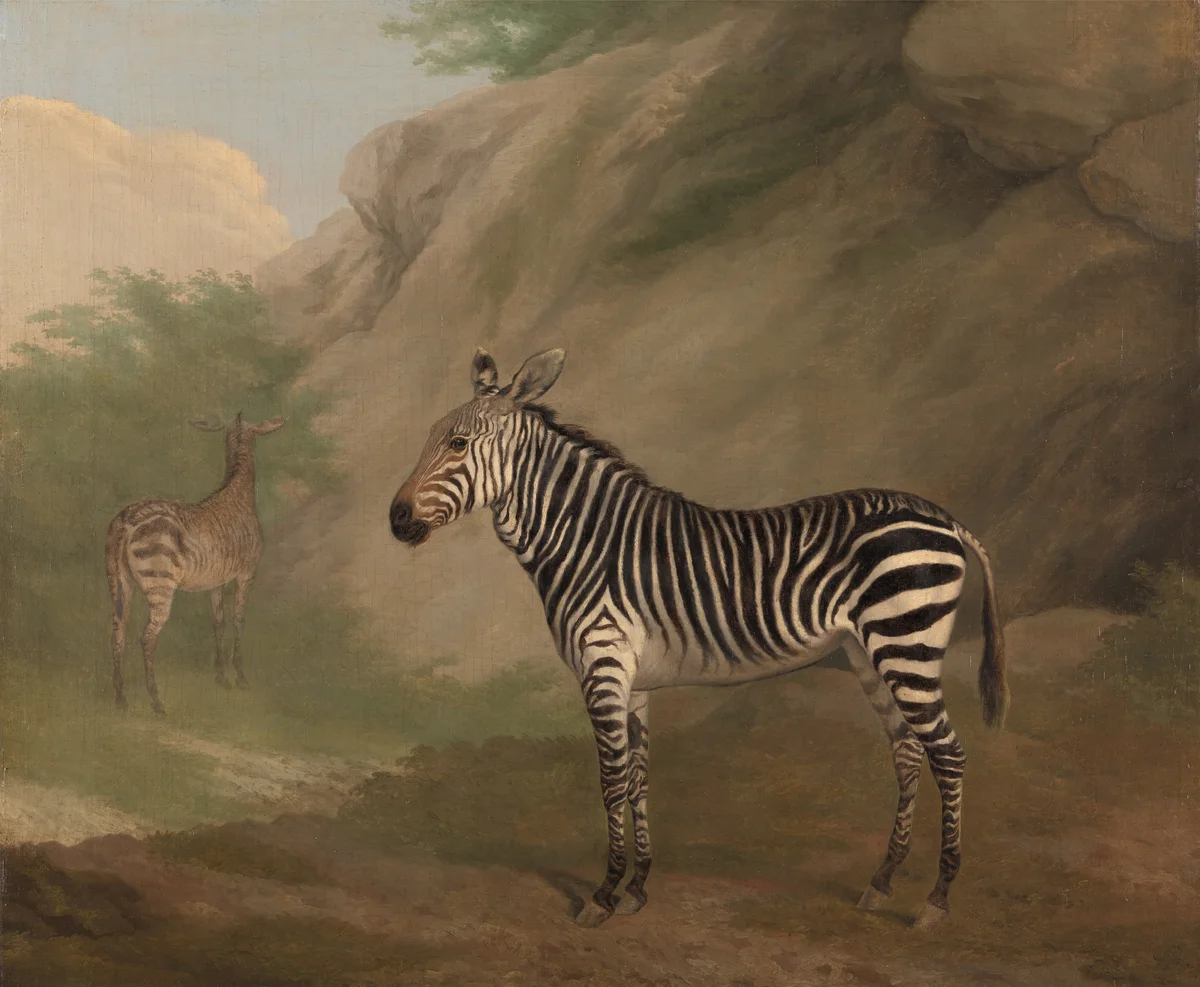 Zebra 2
