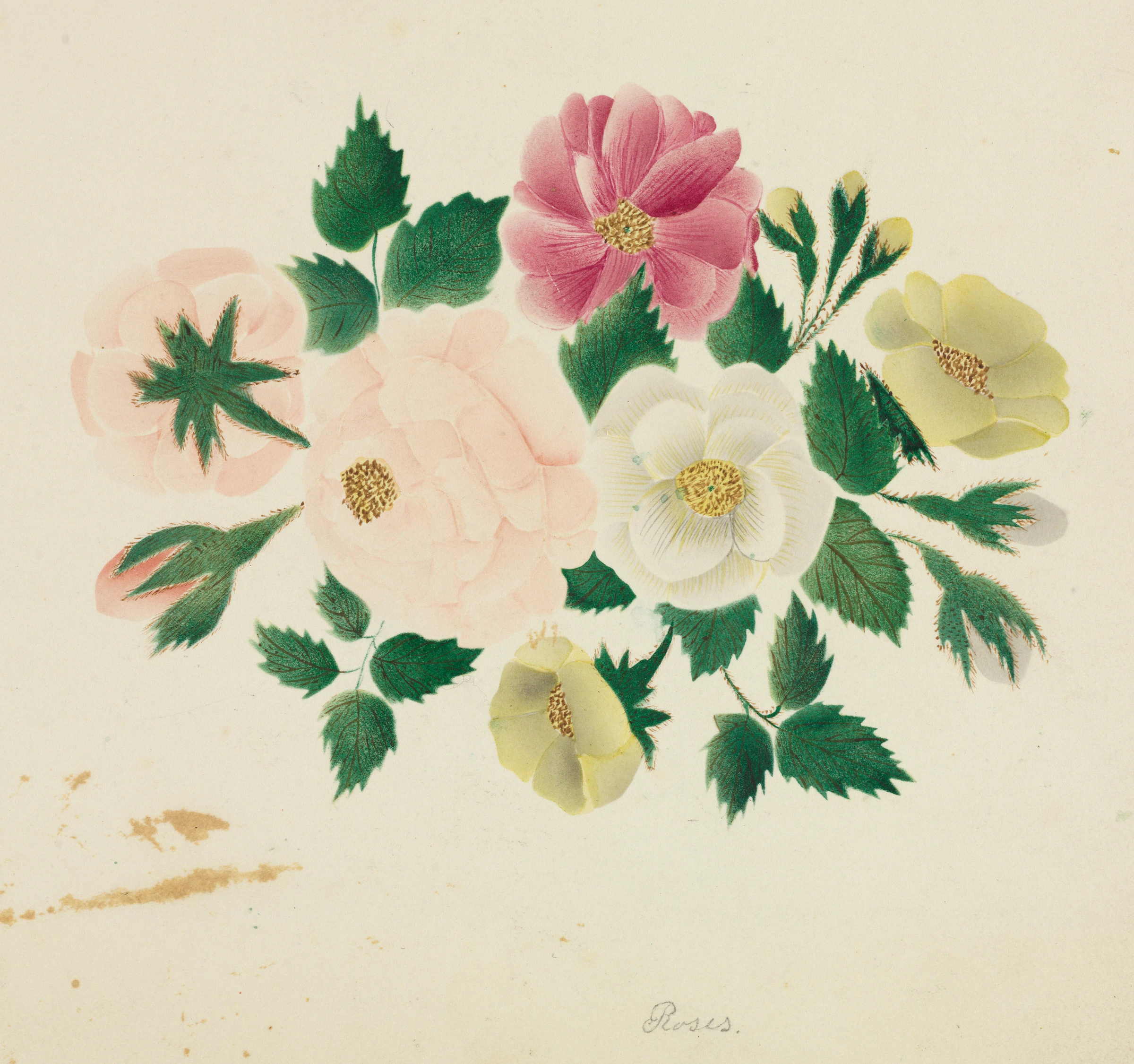 June Roses by Mary Altha Nims