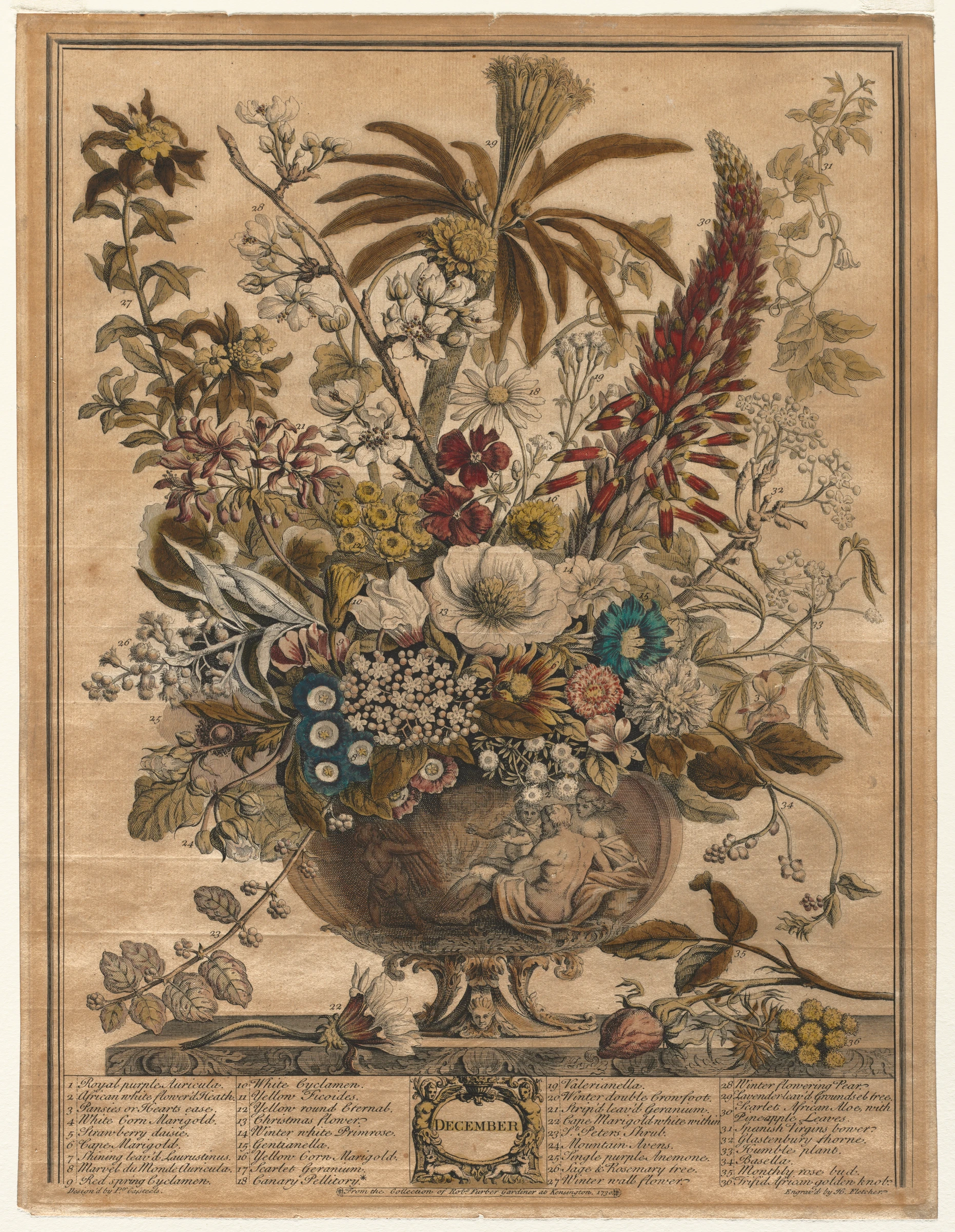 Twelve Months of Flowers: December by Henry Fletcher